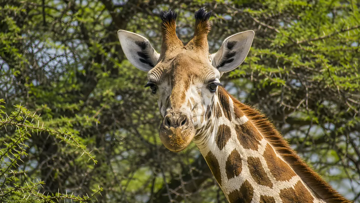 Nahaufnahme einer Giraffe vor grünem Akazienwald