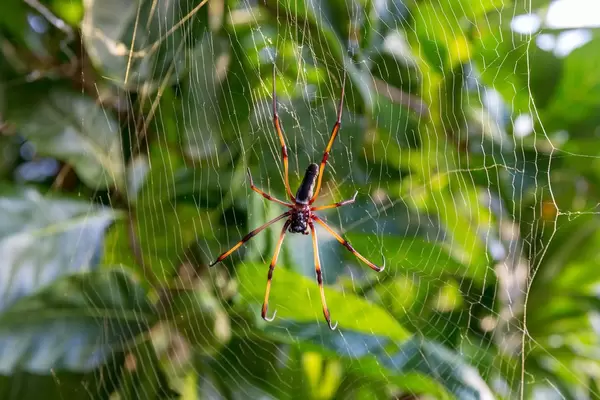 Nahaufnahme einer gold-roten Seidenspinne, auch Nephila inaurata madagascariensis genannt, in ihrem Spinnennetz nahe Port Launay auf Mahé, Seychellen