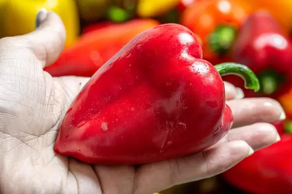 Nahaufnahme einer reifen roten Paprika auf einer Frauenhand