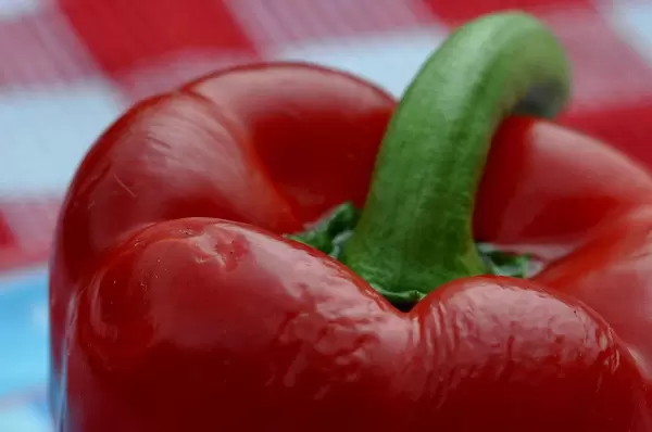 Nahaufnahme einer roten Paprikaschote