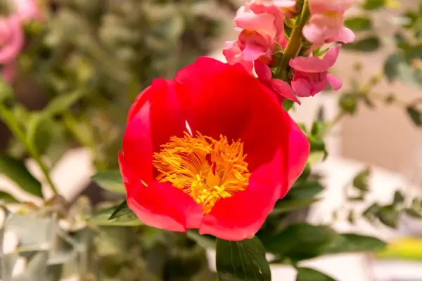 Nahaufnahme einer roten Pfingstrose aus der Sicht von oben