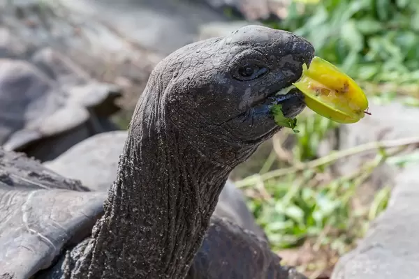 Nahaufnahme einer Seychellen-Schildkröte auf der Insel La Digue beim Essen einer ganzen Sternfrucht