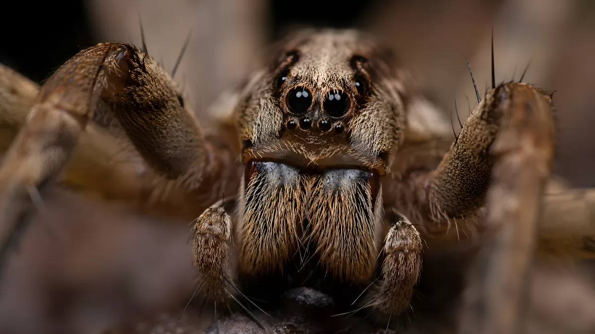 Nahaufnahme einer Wolfsspinne frontal im Makrofoto
