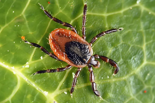 Nahaufnahme einer Zecke auf einem Blatt
