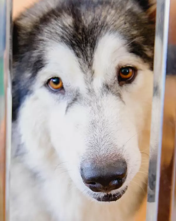 Nahaufnahme eines Alaskan Malamute Welpen, ein Schlittenhund