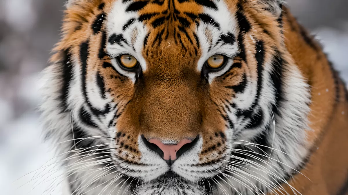 Nahaufnahme eines Amur-Tigers im Schnee