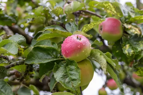 Nahaufnahme eines Apfels mit Wassertropfen und mit weiteren Äpfeln im Hintergrund