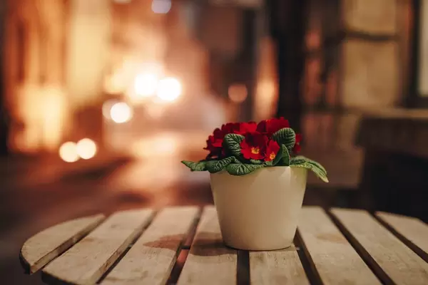 Nahaufnahme eines Blumentopfs mit roten Blumen bei Nacht vor verschwommenem Hintergrund