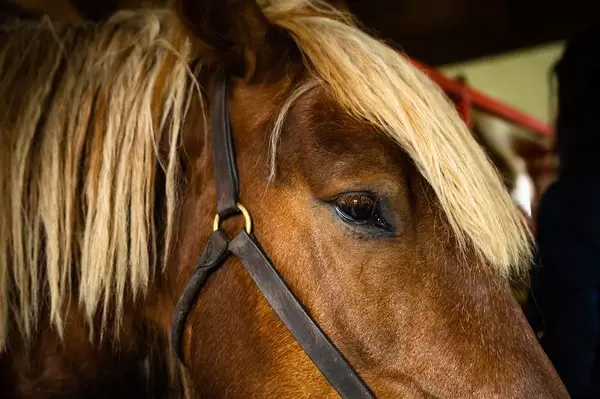 Nahaufnahme eines dunklen Pferdeauges