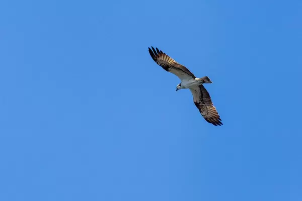 Nahaufnahme eines Falken mit Ring am Fuß, während er am Himmel fliegt und gleitet