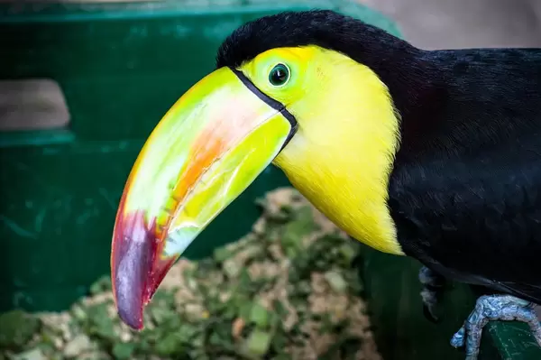 Nahaufnahme eines Fischertukans (Ramphastos sulfuratus)
