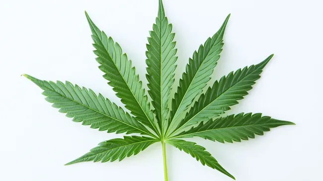 Nahaufnahme eines grünen Cannabisblattes vor weißem Hintergrund