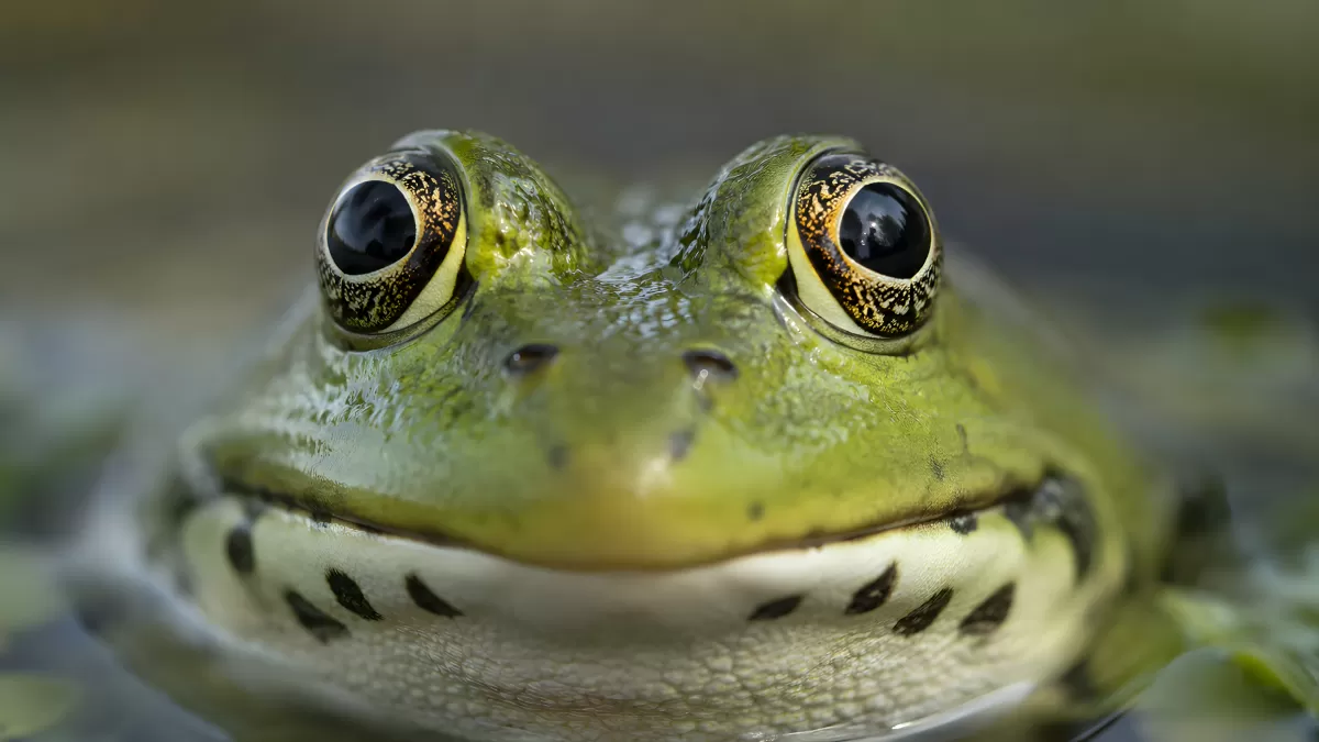Nahaufnahme eines grünen Froschs mit goldenen Augen