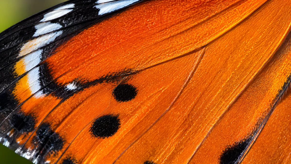 Nahaufnahme eines leuchtend orangenen Schmetterlingsflügels — Bild kostenlos herunterladen