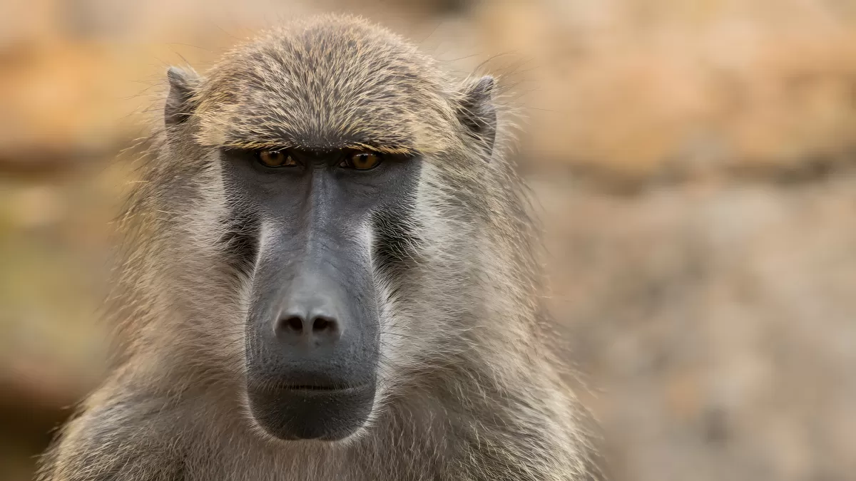 Nahaufnahme eines Pavians mit intensivem Blick