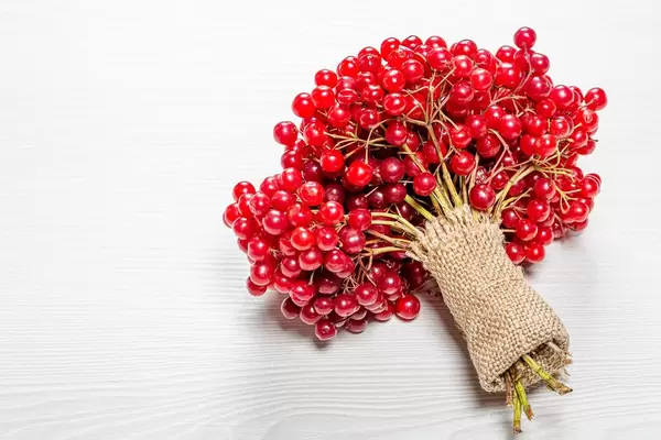 Nahaufnahme eines Strausses Viburnum Beeren auf einem weißen Holzhintergrund