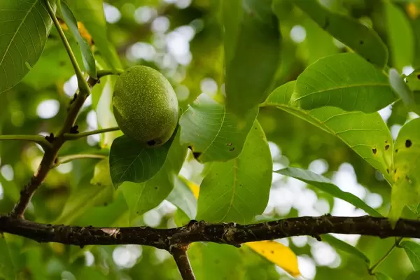 Nahaufnahme eines Walnussbaum Astes mit Frucht