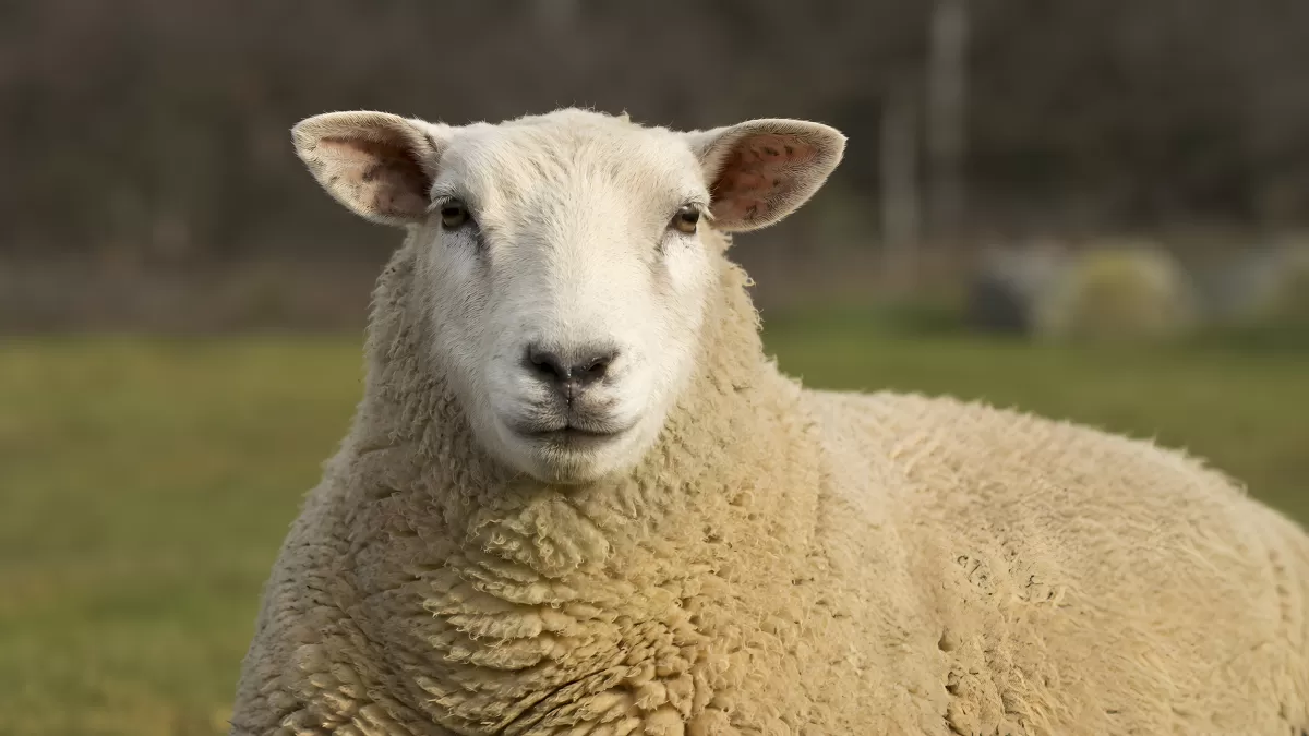 Nahaufnahme eines weißen Schafes auf der Weide