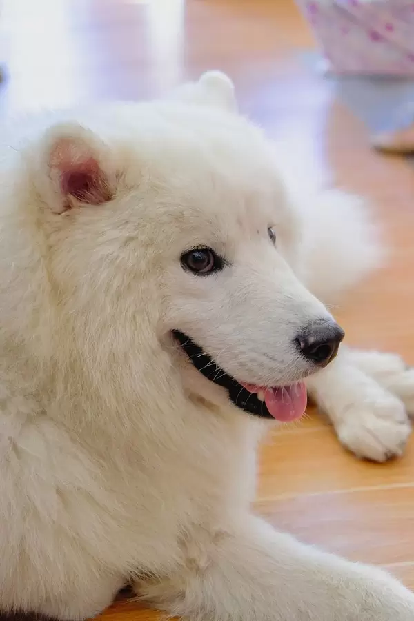 Nahaufnahme eines weißen Alaskan Malamute Hundes, liegend mit ausgestreckter Zunge