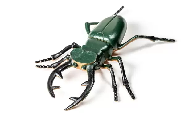 Nahaufnahme: großes Hirschkäfer-Spielzeug vor weißem Hintergrund