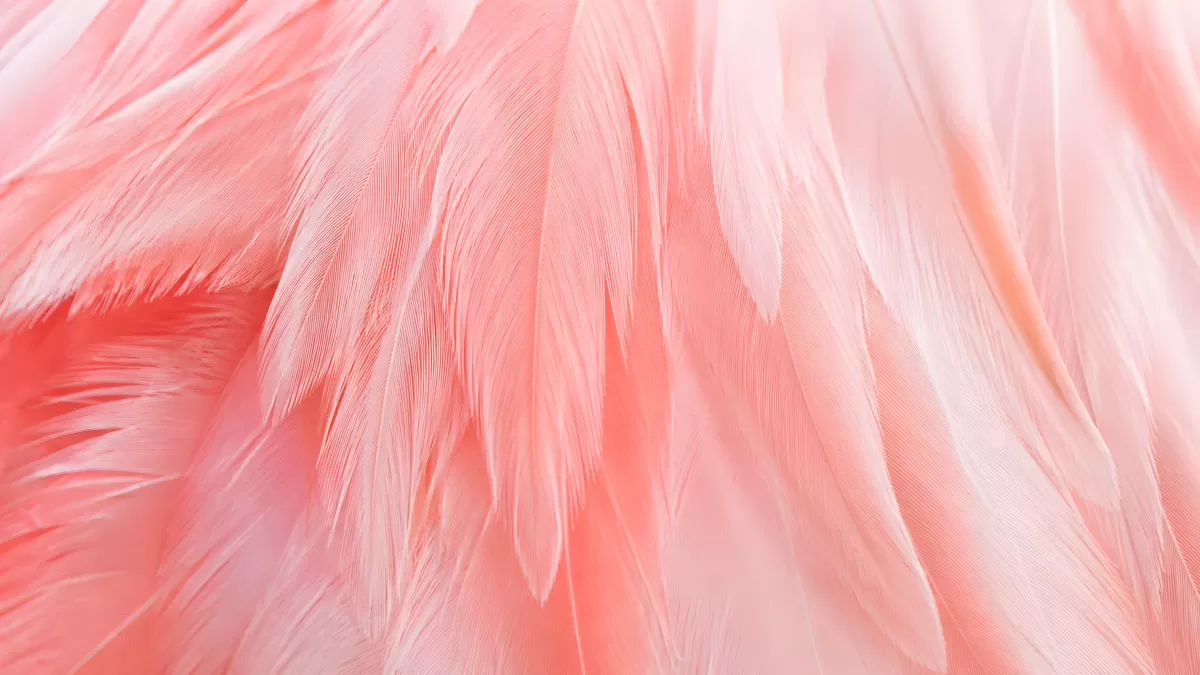 Nahaufnahme rosa Flamingo-Federn in Pastelltönen