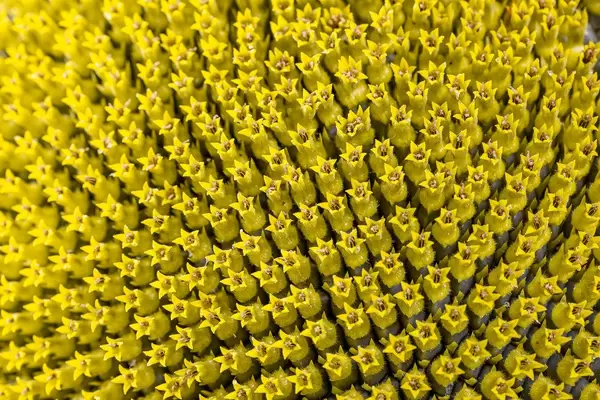 Nahaufnahme vom Inneren einer Sonnenblume
