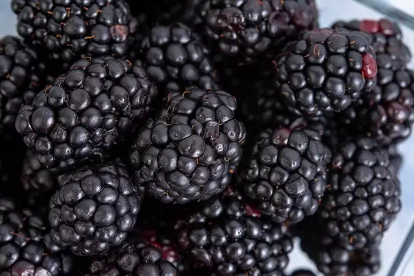 Nahaufnahme von dunklen Brombeeren