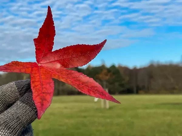 Nahaufnahme von einem roten Blatt mit fünf Spitzen in der Hand mit Schafwolken im Hintergrund
