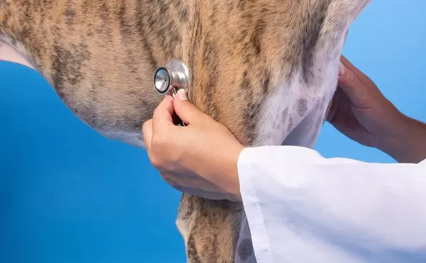Nahaufnahme von einem Spanischen Windhund in einer Tierklinik
