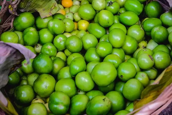 Nahaufnahme von frisch geernteten, grünen Tomaten