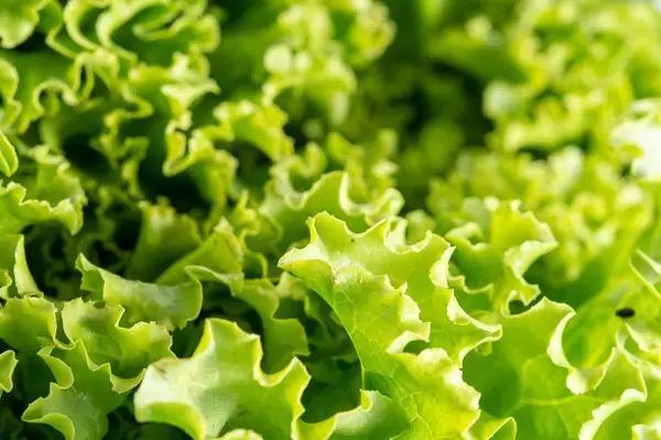 Nahaufnahme von frischem, saftig-grünem Blattsalat