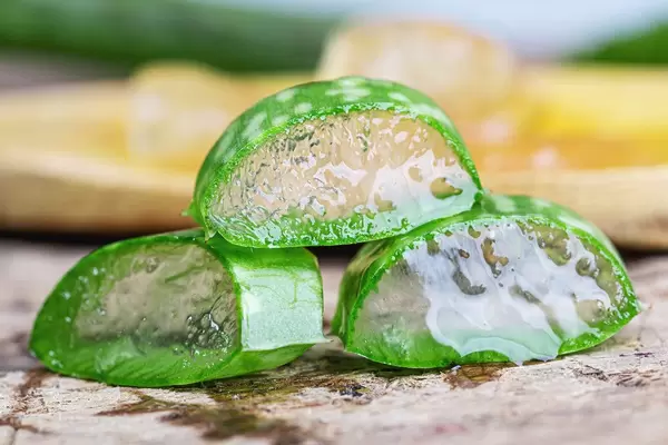 Nahaufnahme von frischen Aloe Vera Scheiben