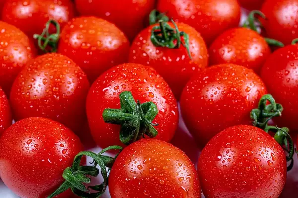 Nahaufnahme von frischen, reifen Tomaten mit Wassertropfen und grünen Zweig