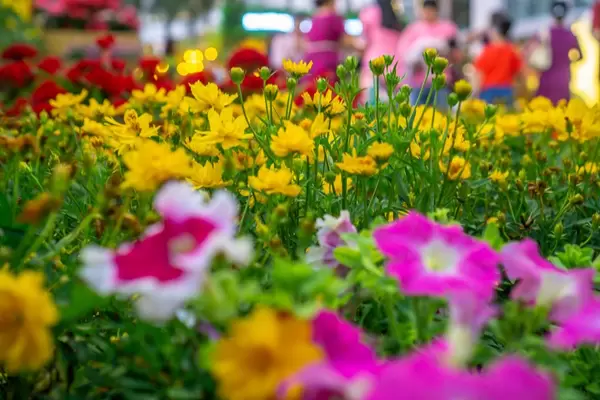 Nahaufnahme von gelben und violetten Blumen in Ho Chi Minh City, Vietnam