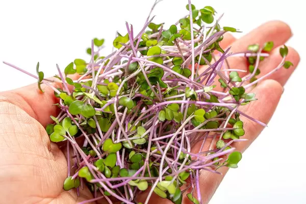 Nahaufnahme von grünen Sprossen in eine Frauenhand
