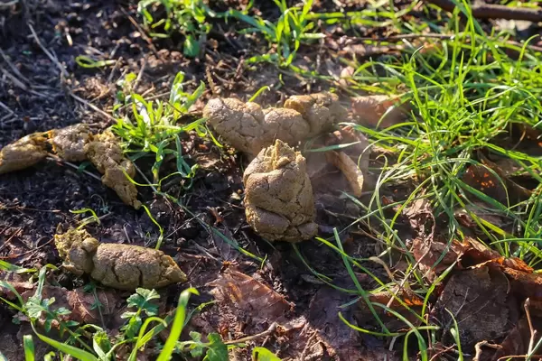 Nahaufnahme von Hundekot auf Wiese