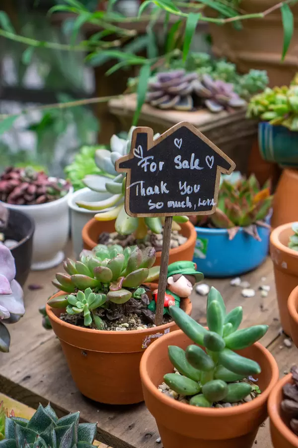 Nahaufnahme von kleinen Zimmerpflanzen in Töpfen  mit Verkaufsschild
