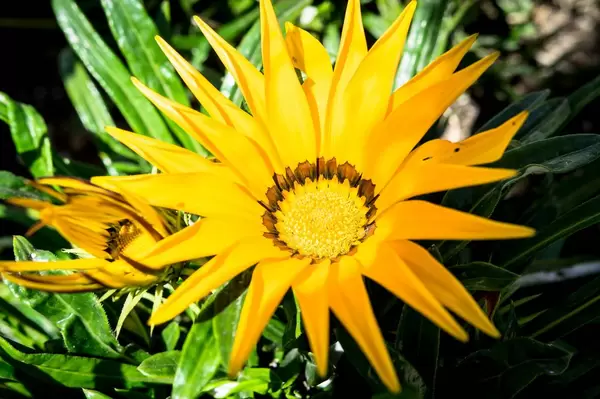 Nahaufnahme von leuchtend gelben Blumen