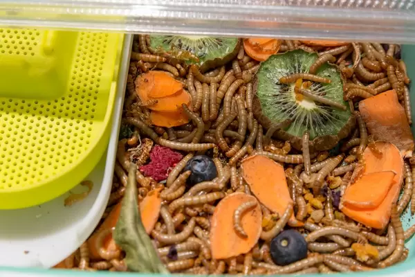 Mehlwürmer in Zuchtbox - Nahaufnahme