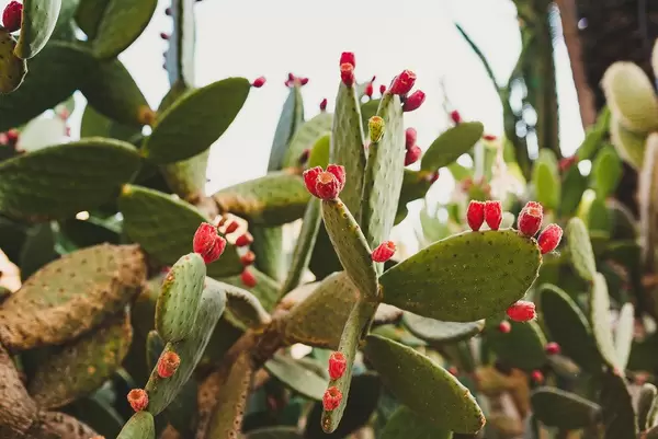 Nahaufnahme von Opuntien in einem Botanischen Garten