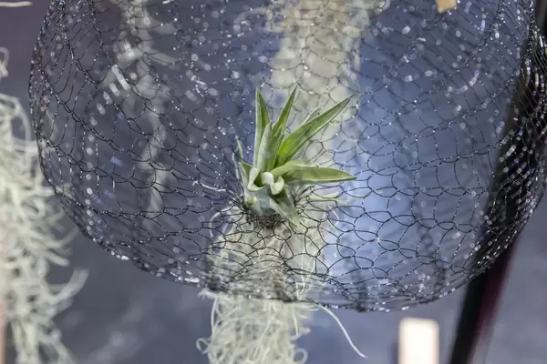 Nahaufnahme von Pflanze in Metallnetz bei Air Planting – ohne Erde an der Luft lebende Pflanzen