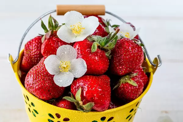 Nahaufnahme von reifen Erdbeeren, dekoriert mit weißen Blüten, in einem gelben Eimerchen mit Tragegriff