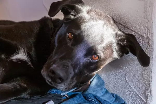 Nahaufnahme von schwarzem Hund, der direkt in die Kamera schaut, vor einer weißen Wand