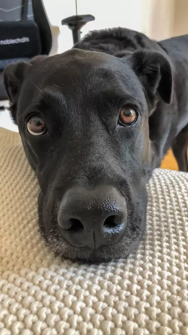 Nahaufnahme von schwarzem Hund, der in die Kamera guckt