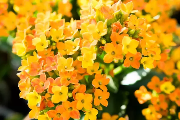 Nahaufnahme von Strauch mit gelben und orangen Blüten vor grünen Blättern mit Schärfentiefe