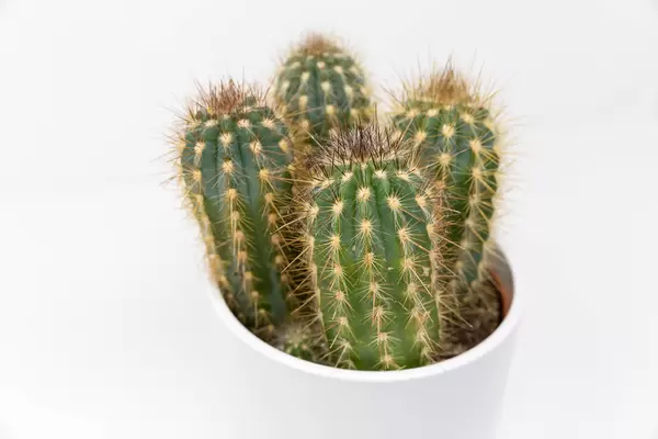 Nahaufnahme von vier Mini-Kaktuspflanzen in einem weißen Topf auf weißem Hintergrund