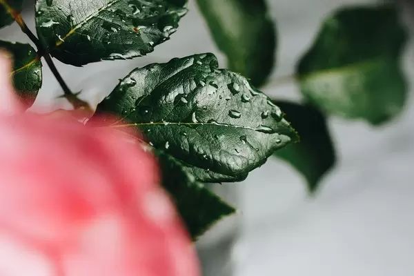 Nahaufnahme von Wassertropfen auf Blättern einer Blume