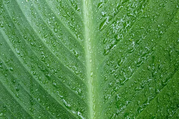 Nahaufnahme von Wassertropfen auf einem grünen Blatt