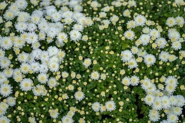 Nahaufnahme von weißen Blumen im Hof