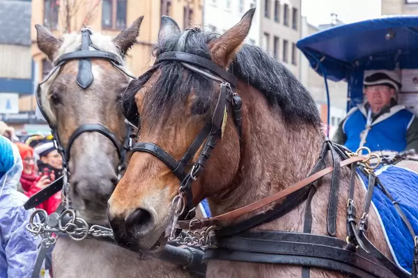Nahaufnahme von zwei Pferden, die nach der Tradition einen Wagen bei Rosenmontagsumzug in Köln ziehen